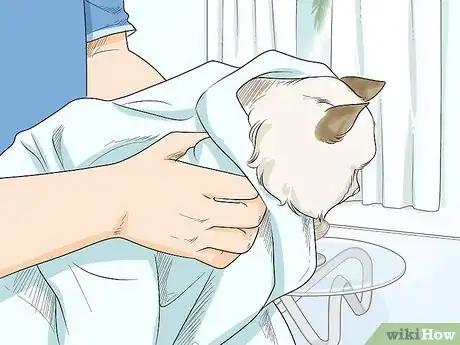 Imagen titulada Get Motor Oil Off a Cat Step 7