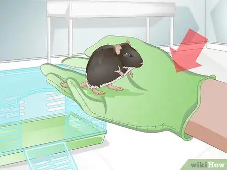 Imagen titulada Tame a Mouse Step 14