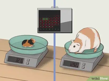 Imagen titulada Care for a Pregnant Guinea Pig Step 37