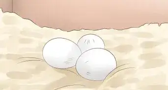 saber si una cacatúa ninfa es macho o hembra