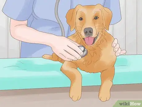 Imagen titulada Stop a Dog from Licking Its Paws with Home Remedies Step 12