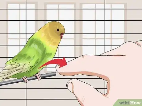 Imagen titulada Train Your Budgie Step 4