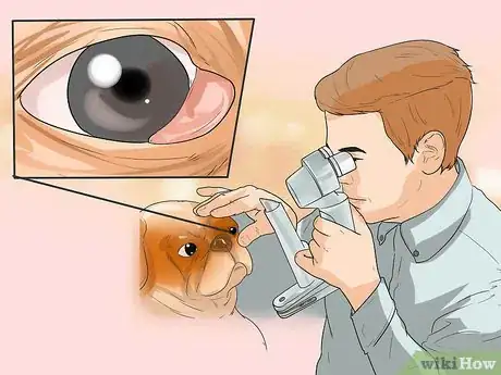 Imagen titulada Treat Eye Problems in Pugs Step 10