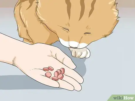 Imagen titulada Get Motor Oil Off a Cat Step 12
