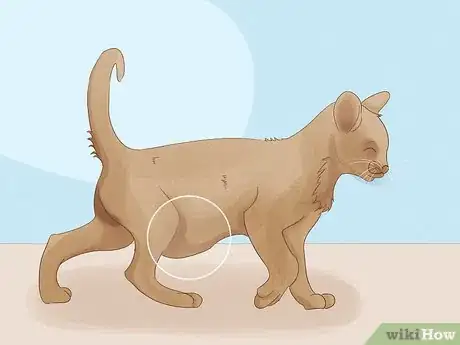 Imagen titulada Identify Worms in a Cat Step 1