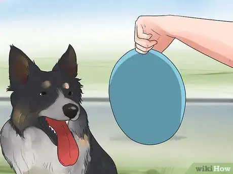 Imagen titulada Train Border Collies Step 12