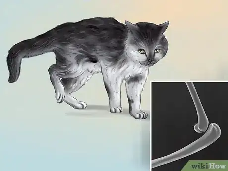 Imagen titulada Diagnose and Treat Dislocated Joints in Cats Step 1