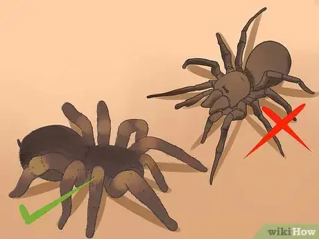 Imagen titulada Identify a Tarantula Spider Step 5