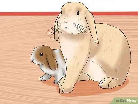 Imagen titulada Care for a House Rabbit Step 19