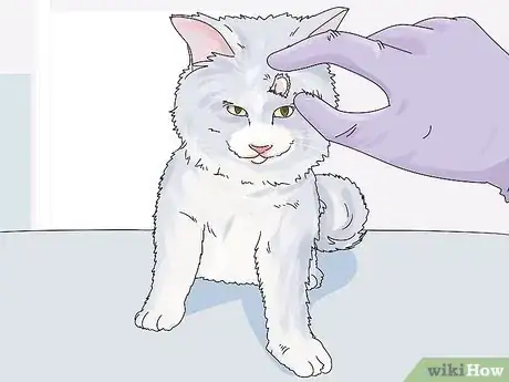 Imagen titulada Diagnose and Treat Benign Tumors in Cats Step 14