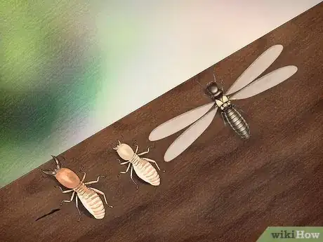 Imagen titulada Identify a Termite Step 4