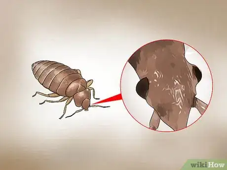 Imagen titulada Recognize Bed Bugs Step 6
