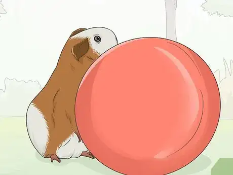 Imagen titulada Train Your Guinea Pig Step 4
