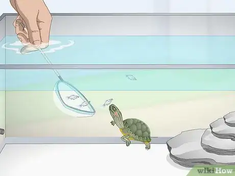 Imagen titulada Feed a Red‐Eared Slider Turtle Step 4