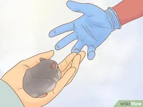 Imagen titulada Care for Your Pregnant Hamster Step 3