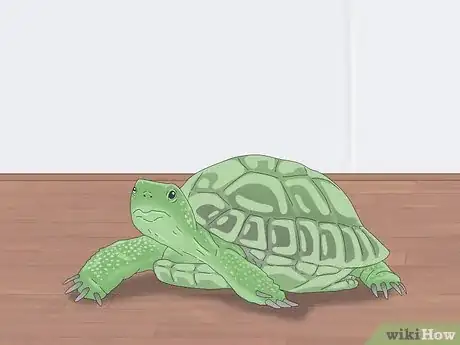Imagen titulada Pet a Turtle Step 10