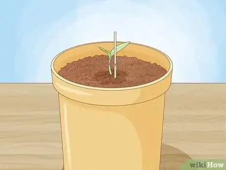 Imagen titulada Grow Bell Peppers Step 5