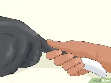 Imagen titulada Give Your Cat a Massage Step 21