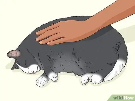 Imagen titulada Give Your Cat a Massage Step 16