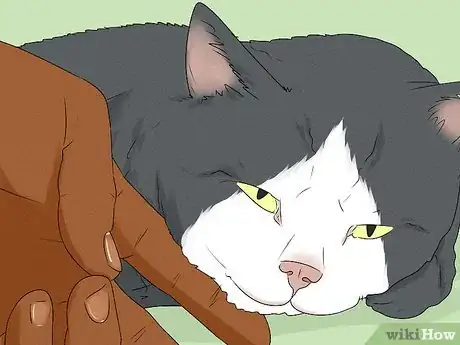 Imagen titulada Give Your Cat a Massage Step 10