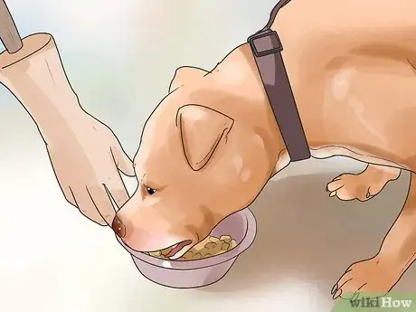 Imagen titulada Temperament Test a Dog Step 20