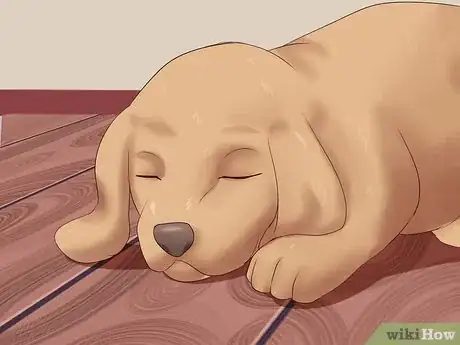 Imagen titulada Pick a Puppy from a Litter Step 12