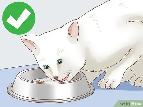 Imagen titulada Check Blood Sugar of a Cat Step 1