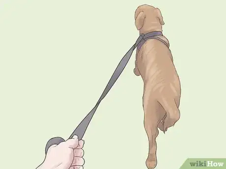 Imagen titulada Care for a Dog Blind from Birth Step 7