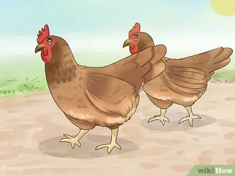Imagen titulada Keep Owls Away from Chickens Step 1