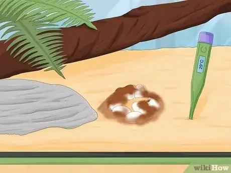 Imagen titulada Take Care of Lizard Eggs Step 5