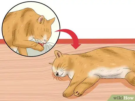 Imagen titulada Diagnose Feline Panleukopenia (Distemper) Step 4