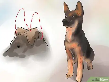 Imagen titulada Tape Up Stubborn German Shepherd Puppy Ears Step 3