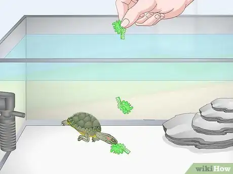 Imagen titulada Feed a Red‐Eared Slider Turtle Step 7