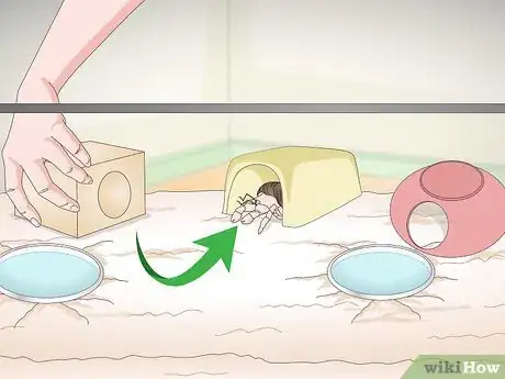 Imagen titulada Play With Your Hermit Crab Step 6