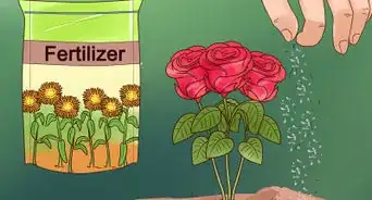 cultivar flores a partir de semillas