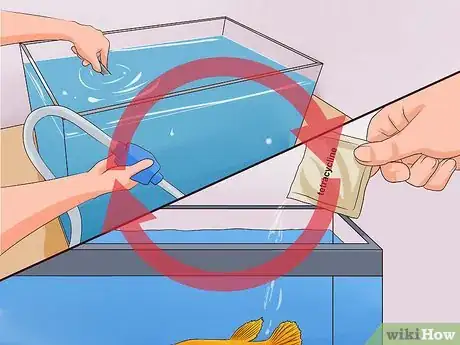Imagen titulada Tell if a Betta Fish Is Sick Step 16