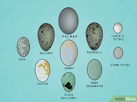 Imagen titulada Find and Take Care of Wild Bird Eggs Step 4
