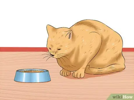 Imagen titulada Diagnose Feline Panleukopenia (Distemper) Step 5