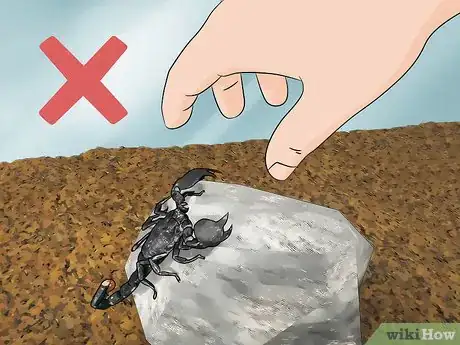 Imagen titulada Care for Emperor Scorpions Step 11