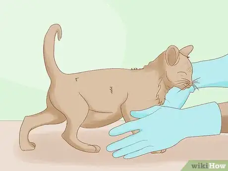 Imagen titulada Identify Worms in a Cat Step 2