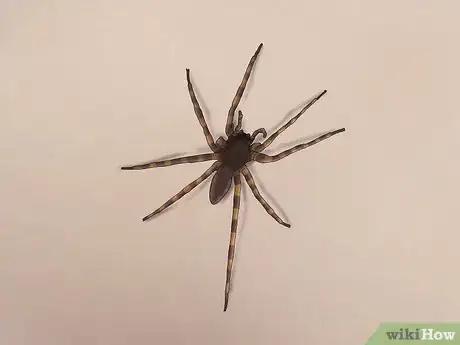 Imagen titulada Identify a Nursery Web Spider Step 9