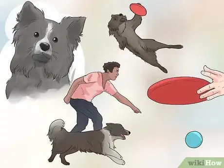 Imagen titulada Train Border Collies Step 29