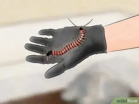 Imagen titulada Care for a Centipede Step 12