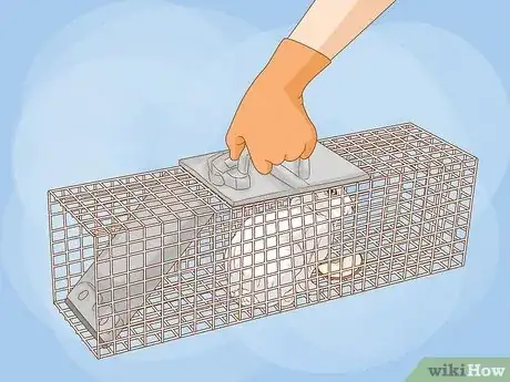 Imagen titulada Trap a Rabbit Step 6