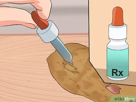 Imagen titulada Stop a Guinea Pig from Shedding Step 8