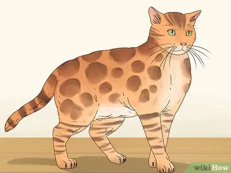 Imagen titulada Identify a Bengal Cat Step 3