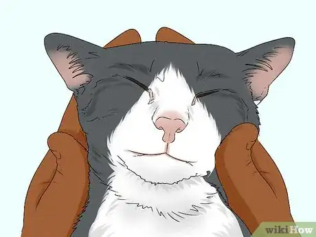 Imagen titulada Give Your Cat a Massage Step 14