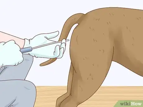 Imagen titulada Breed Pit Bulls Step 11
