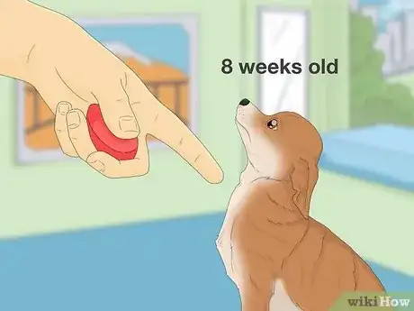 Imagen titulada Potty Train a Chihuahua Step 2