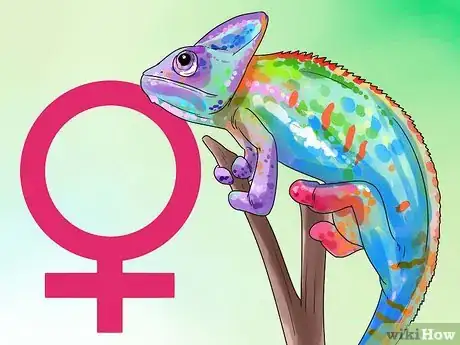 Imagen titulada Tell if a Chameleon Is Male or Female Step 2